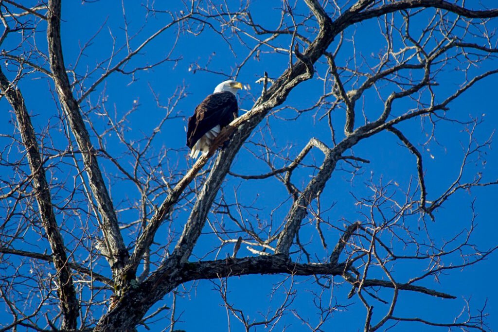 Bald Eagle sitting on tree top in Veazie, Maine